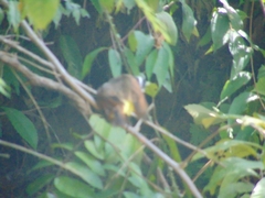 Myiozetetes cayanensis