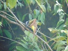 Myiozetetes cayanensis