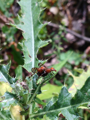 Tritoxa incurva