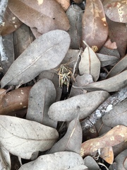 Phaedrotettix