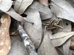 Phaedrotettix