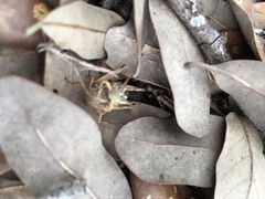 Phaedrotettix