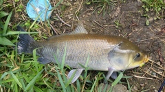 Bigmouth Buffalo photo 4