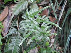Pteris dispar