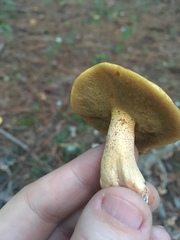 Suillus hirtellus