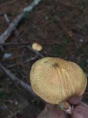 Suillus hirtellus