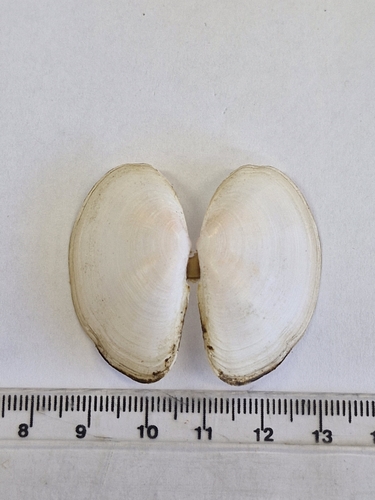 Sanguinolaria sanguinolenta, 2025-04-30
