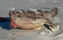 Ogcocephalidae