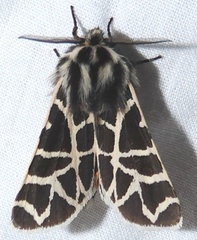 Apantesis nevadensis
