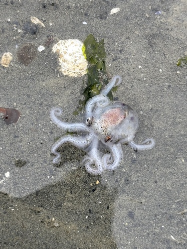 Giant Pacific Octopus photographed in Alaska