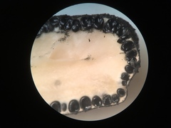 Xylaria longiana