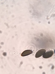 Xylaria longiana