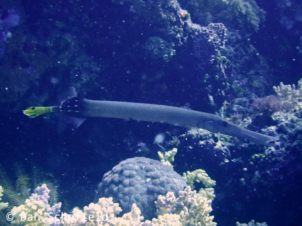 Chinese trumpetfish