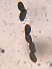 Xylaria longiana