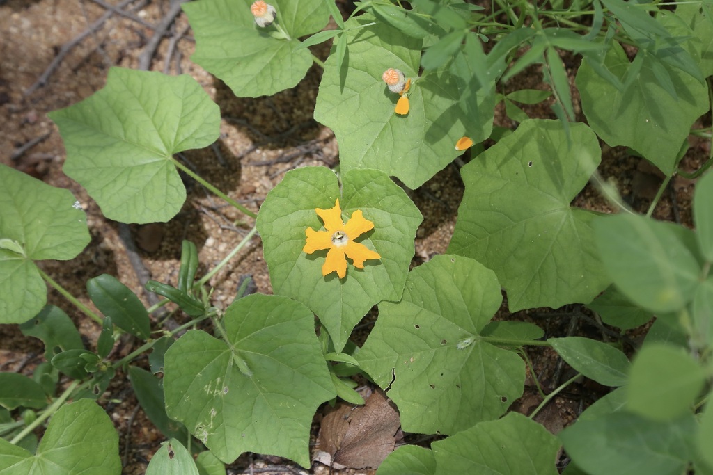 Momordica kirkii, Buhera, Зимбабве