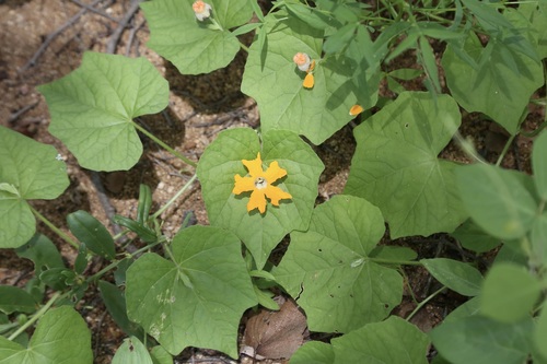 Fish-Tail Creeper (Momordica kirkii)