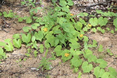Momordica kirkii