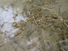 Nostocales
