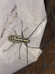 Macrochenus isabellinus