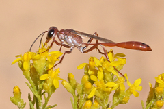Ammophila ferruginosa