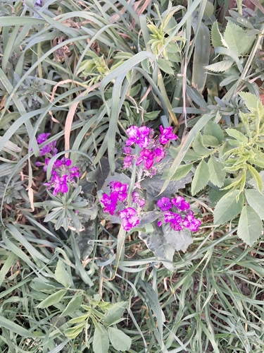 Image of Matthiola incana by no rights reserved
