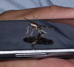 Desmia funeralis