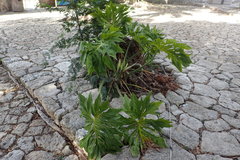 Thaumatophyllum bipinnatifidum