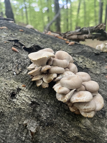 pale oyster
