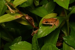 Indosylvirana