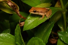 Indosylvirana