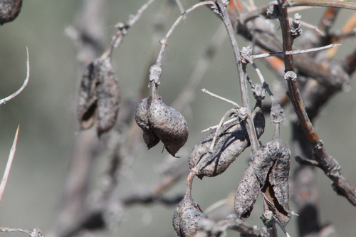 Image of Russian Salt Tree (Caragana halodendron) by (c) Maxim Shashkov, some rights reserved (CC BY)