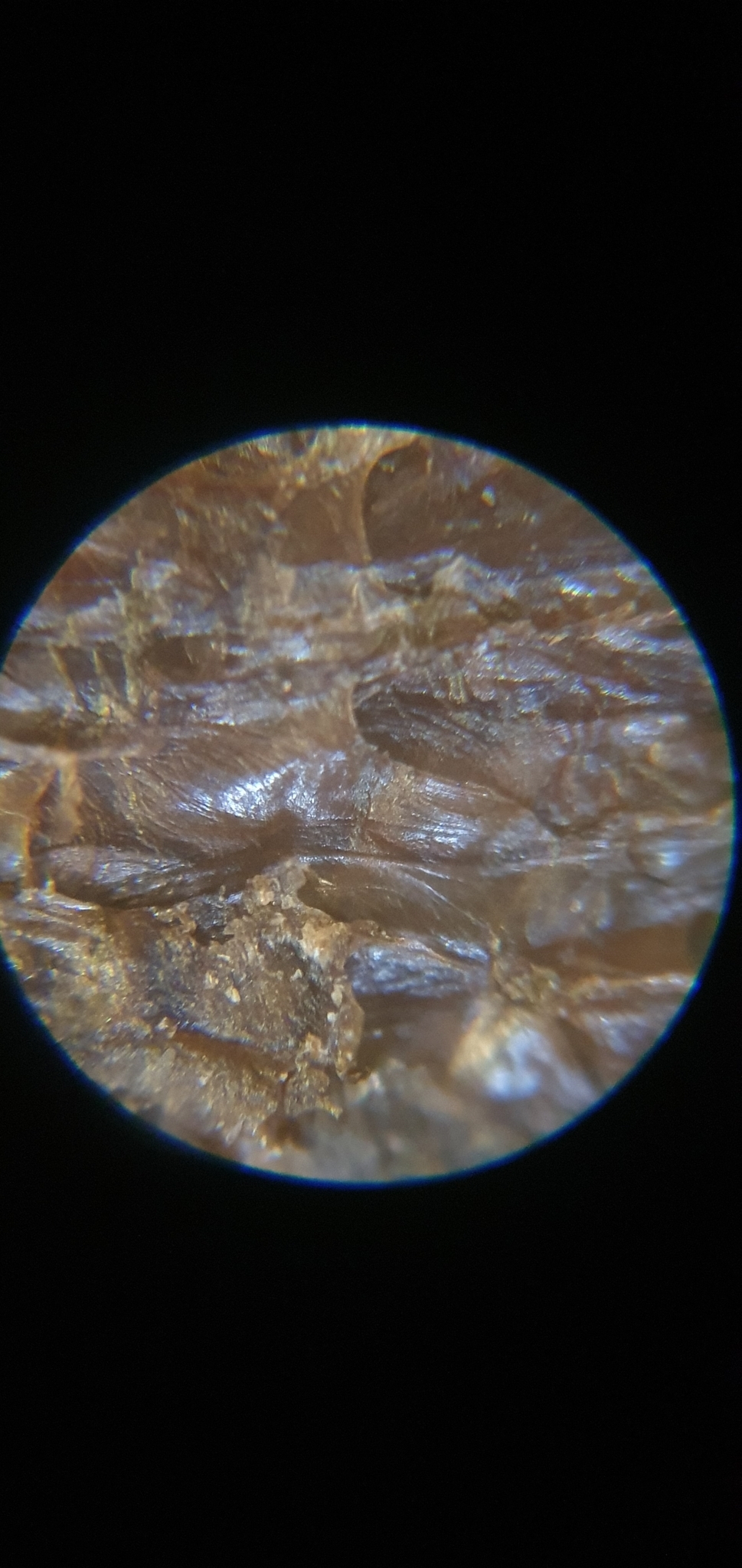 Plumatella fungosa (Pallas, 1768)