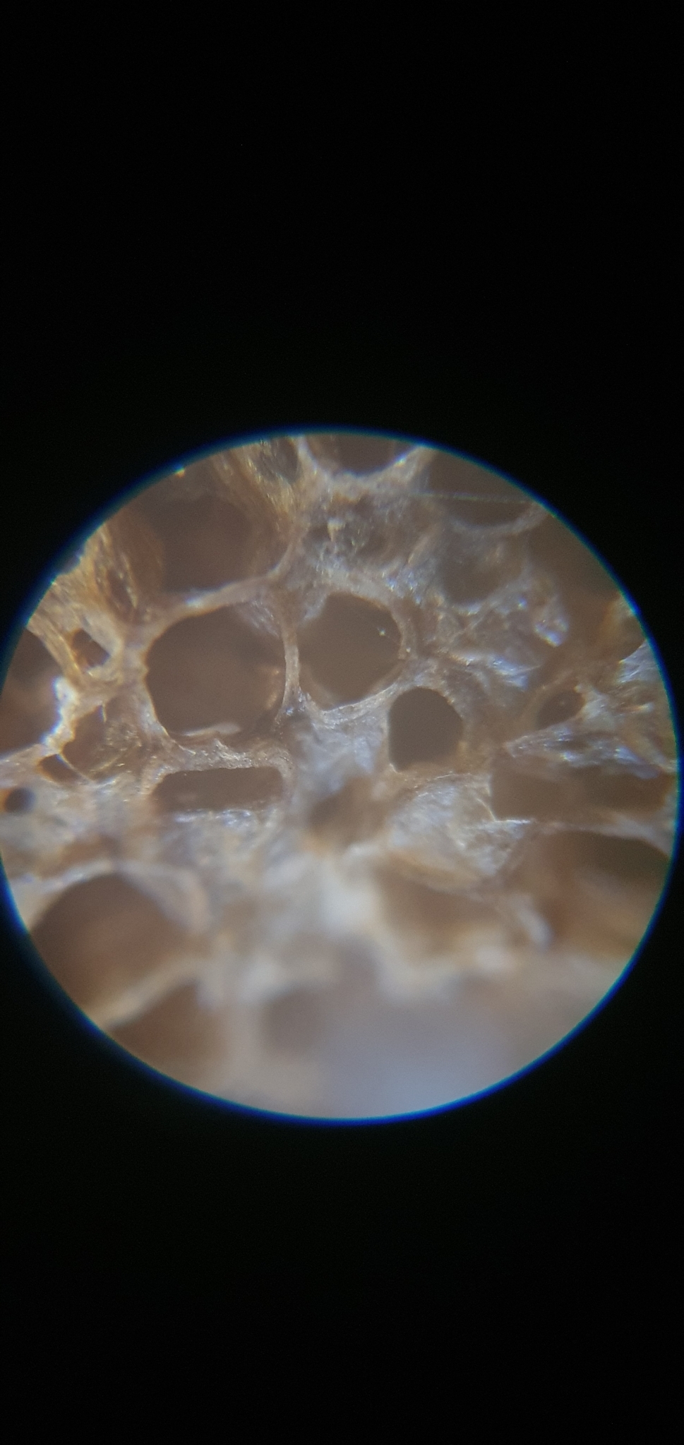 Plumatella fungosa (Pallas, 1768)