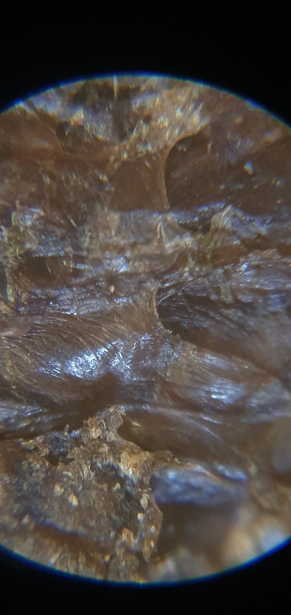 Plumatella fungosa (Pallas, 1768)