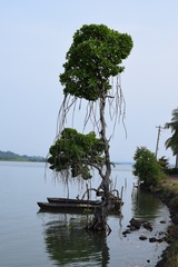 Rhizophora apiculata