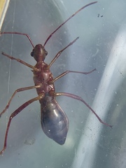 Hyalymenus longispinus