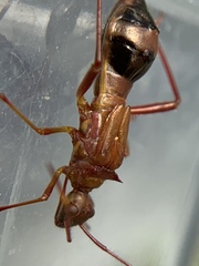 Hyalymenus longispinus