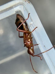 Hyalymenus longispinus