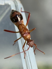 Hyalymenus longispinus