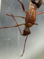 Hyalymenus longispinus