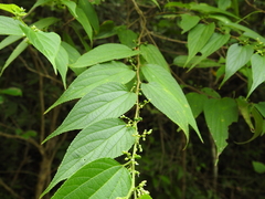 Trema cannabina