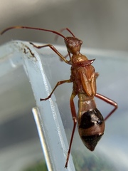 Hyalymenus longispinus