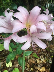 Lycoris squamigera