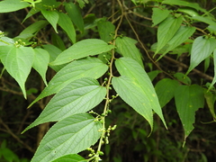 Trema cannabina