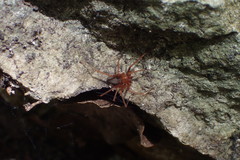 Loxosceles yucatana