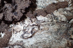 Dolichoderus bispinosus