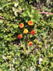 Packera pauciflora