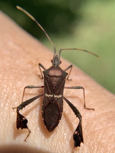 Leptoglossus confusus