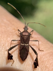 Leptoglossus concolor
