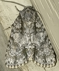 Acronicta retardata